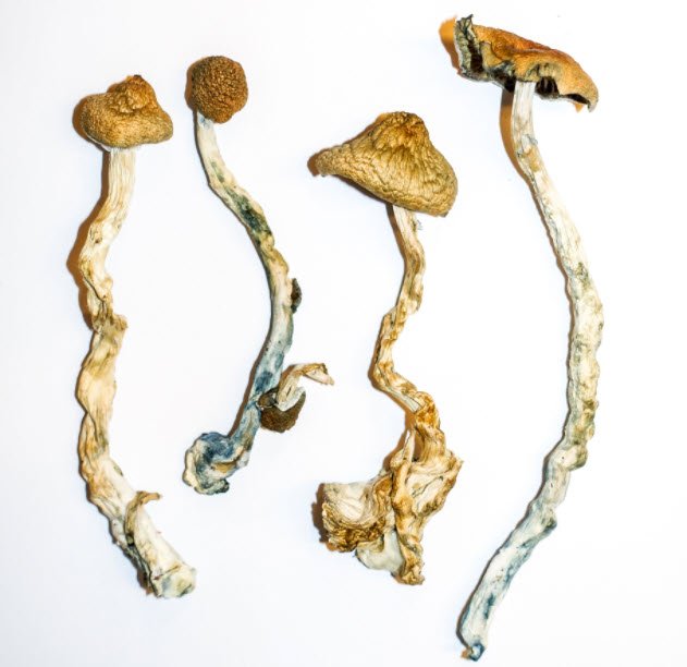 Order Mazatec mushrooms online San Francisco