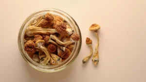 Golden Teacher mushrooms for sale California